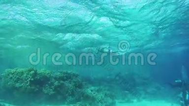 红海中的浮潜和潜水，水下景观